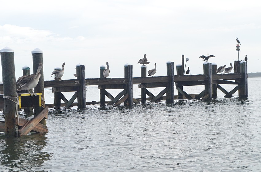Pelicans and other birds congregate on docks, which can become entangled with fishing lines and in turn become caught on the birds.
