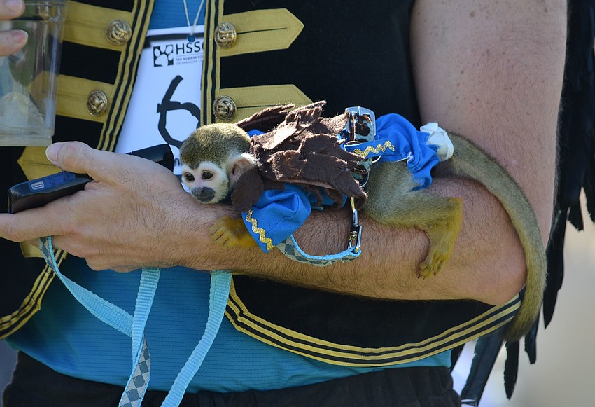 Three-month-old Danny is a squirrel monkey dressed as a flying monkey from The Wizard of Oz.