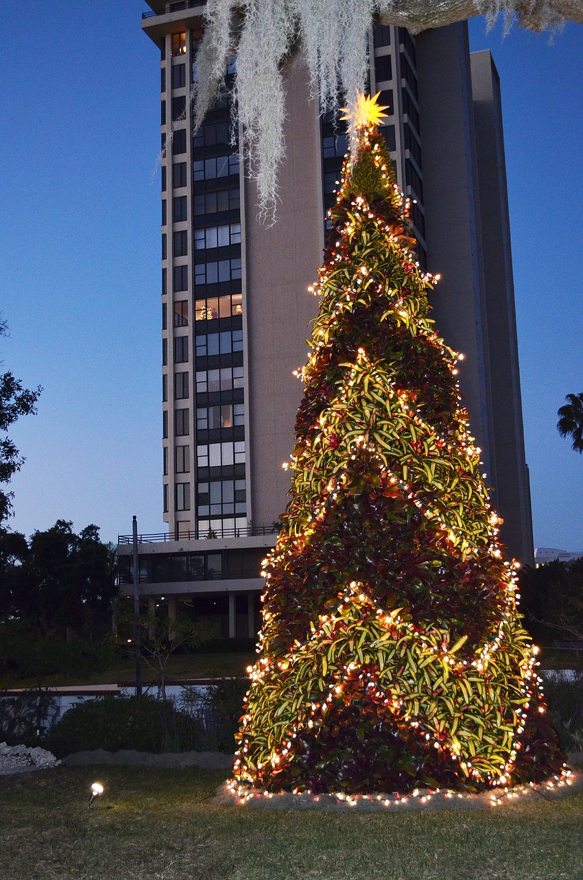 The Bromeliad tree stands at 20 feet tall on the front lawn of the botanical gardens.