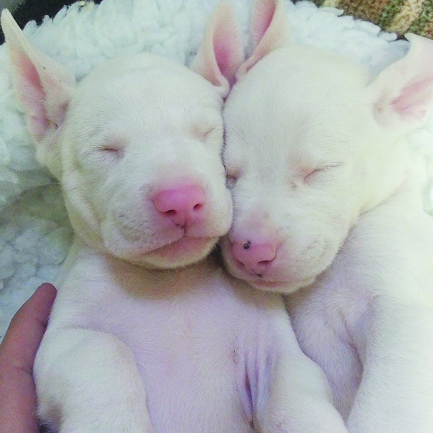 Com and Dot are pictured sleeping when they were about 5 weeks old. The blind and deaf puppies became available for adoption through Honor Animal Rescue.