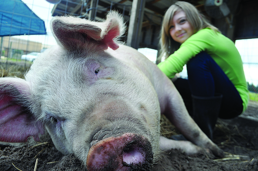 Twelve-year-old Molly Lofthouse cares for September, whom Molly showed at the Manatee County Fair.