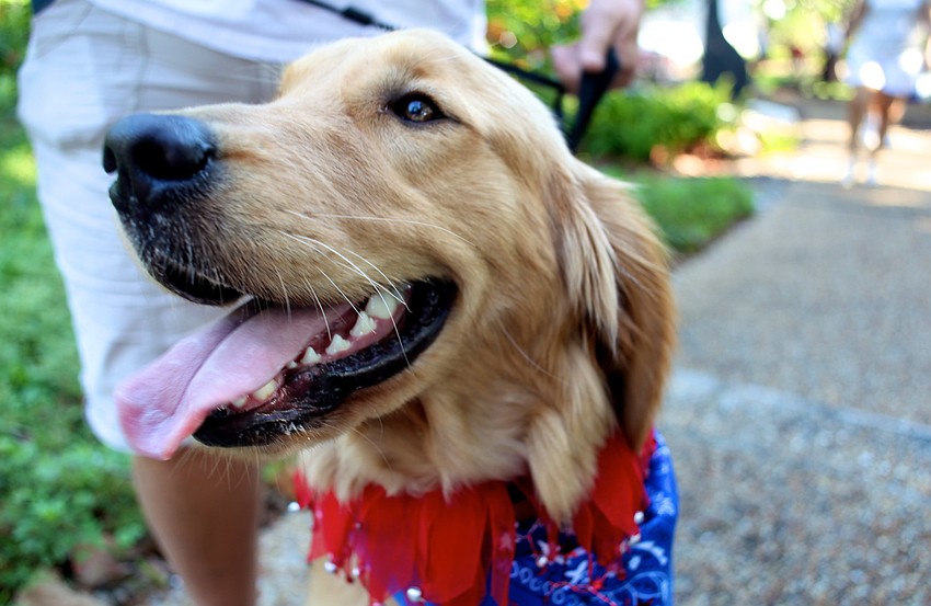 Pam Haganâ€™s golden retriever, Charlie, joined in the festivities.