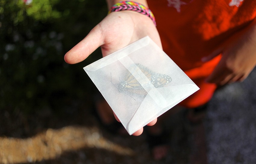 Butterflies are kept in these packets before the Garden Clubâ€™s release.