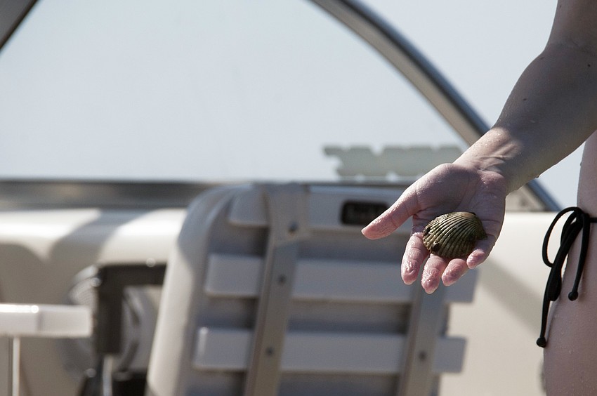 Delaney Dietz holds a scallop shell she found during the scallop search.