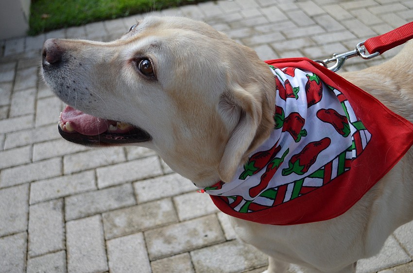5-year-old yellow labrador Ruby Hall attended the St. Boniface annual pet blessing service.