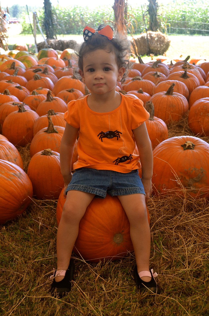 Two-year-old Sophia Darcy picks out a pumpkin on which to rest.