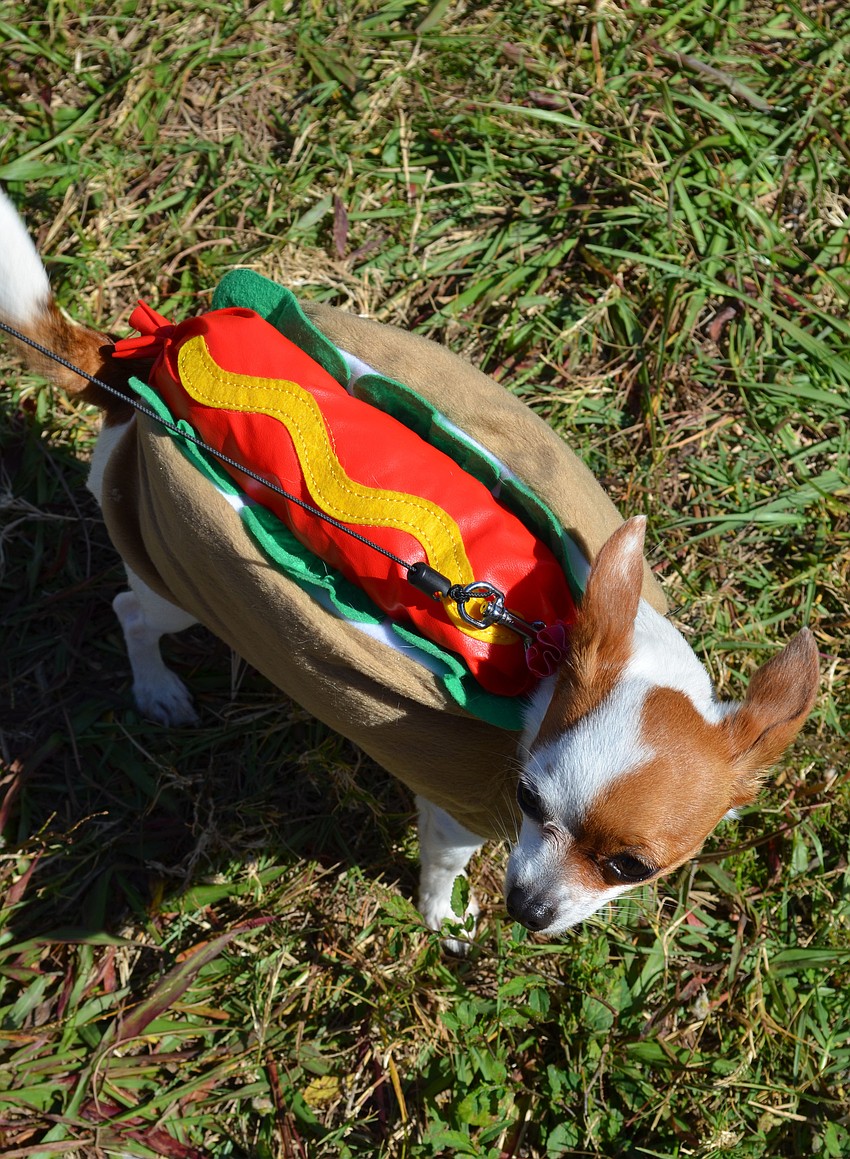 Two-year-old Pippi dressed as a hotdog.