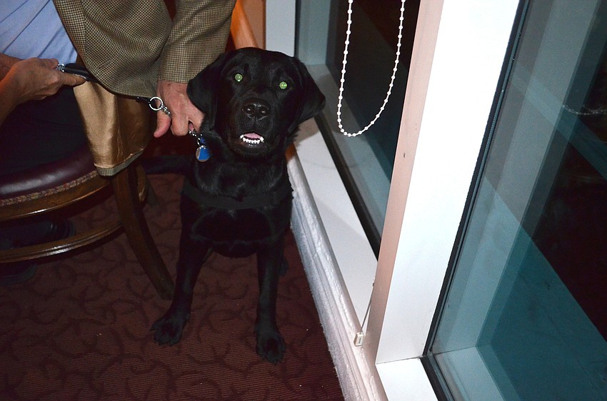 Spencer, a seven-month old black lab, is a dog in training for Southeastern Guide Dogs.