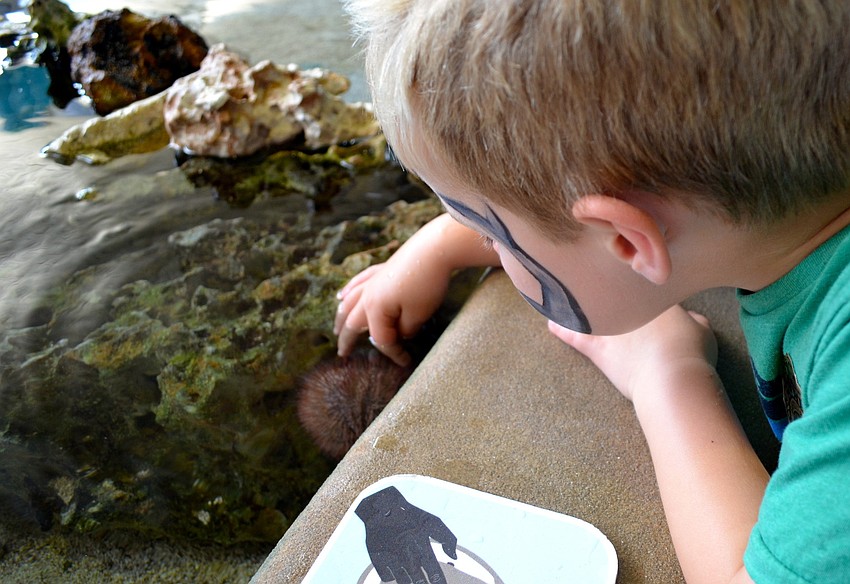 Sam Schibig, 5, touches a sea urchin.