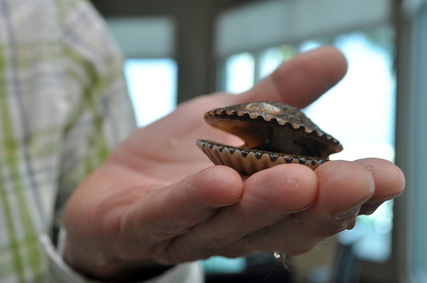 Curt Hemmel holds a scallop at the 4th annual Scallopalooza.