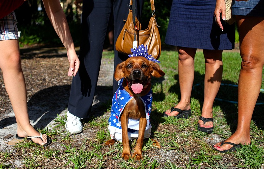 Reese won Best Dog Costume.