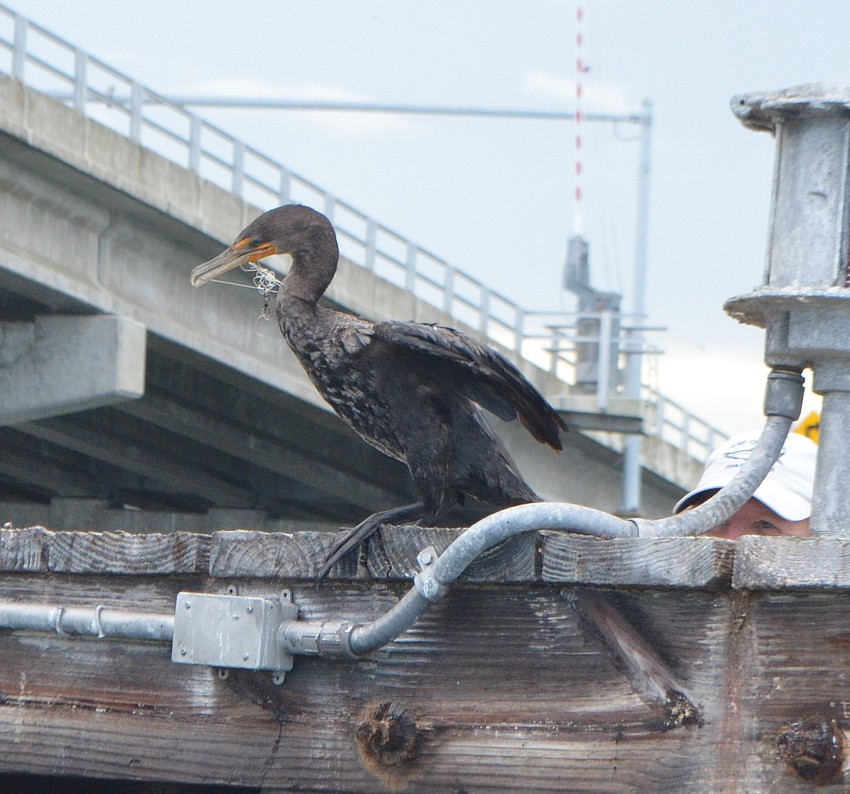 Volunteers found a cormorant bird entangled in a fishing line but were unable to rescue it because it flew away.