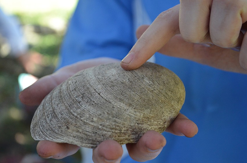 Kris Brzostek points out an indent on a Quahog or hard-shell clam that could have been used as a tool by natives.