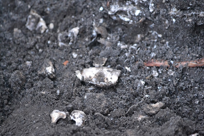 Shells come to the surface to reveal a diet of shellfish in the  Prodie Midden Site, believed to have been occupied between 2,500 to 1,200 years ago.
