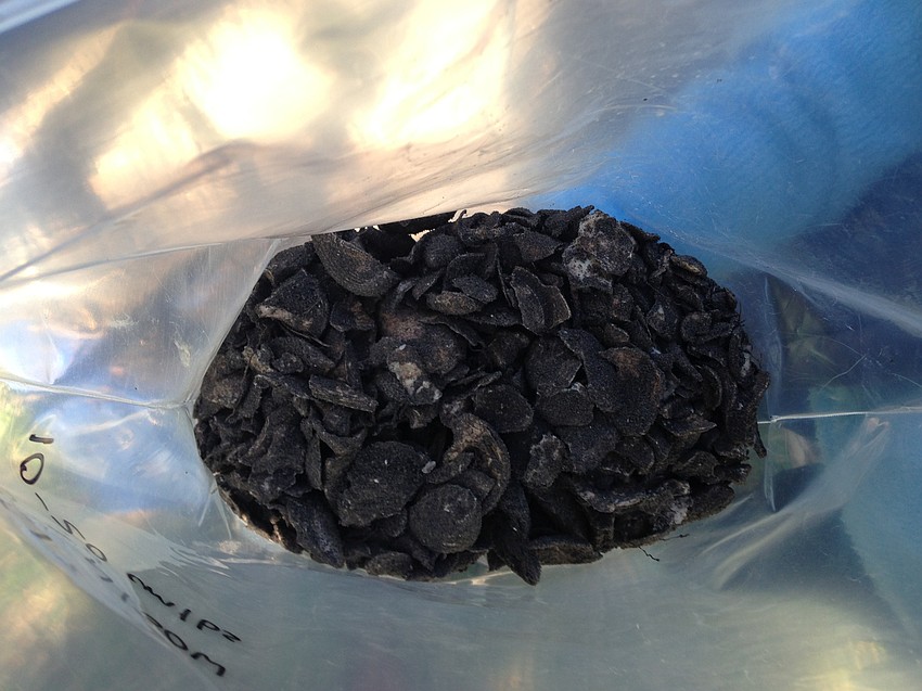 Bags full of shells were collected at the site on the first day of the excavation.