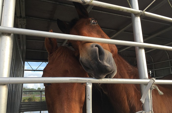 The five horses were confiscated Dec. 22. Photo courtesy of Manatee County Sheriff's Office.