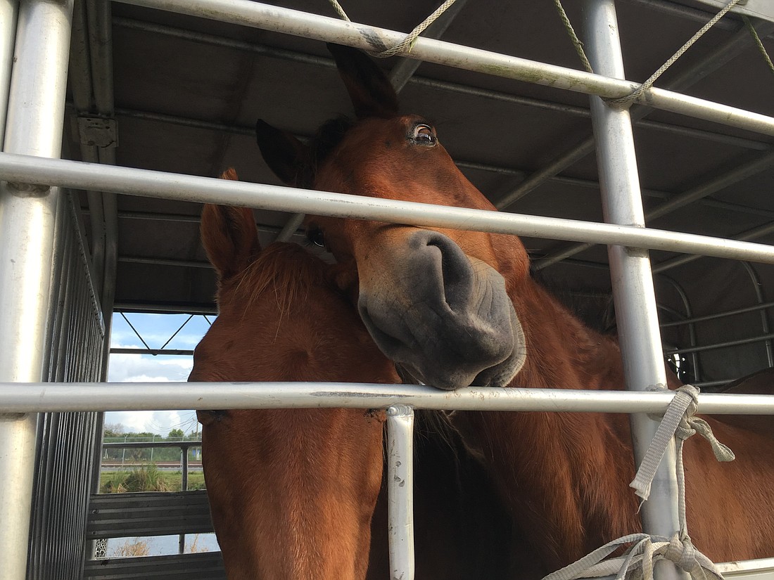 The five horses were confiscated Dec. 22. Photo courtesy of Manatee County Sheriff's Office.