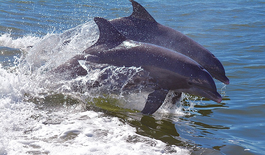 Belinda Russell submitted this photo of a pair of dolphins swimming in the Manatee River.