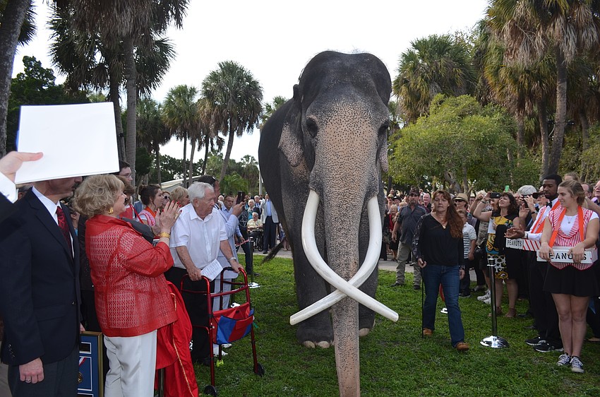 Jumbo the elephant makes an appearance