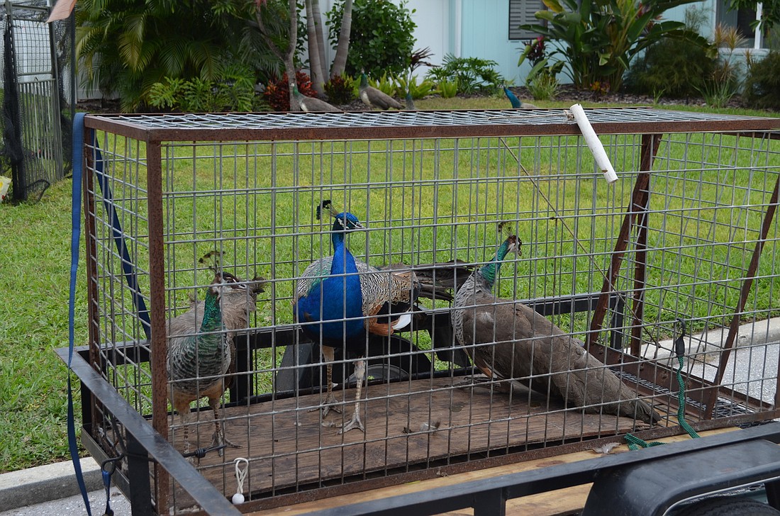 The Longbeach Villageâ€™s first three captured peacocks look out from their holding cell: a cage in a truck thatâ€™s bound for a refuge center in eastern Manatee County. Theyâ€™ll spend 90 days at the refuge center before theyâ€™re permanently relocated.