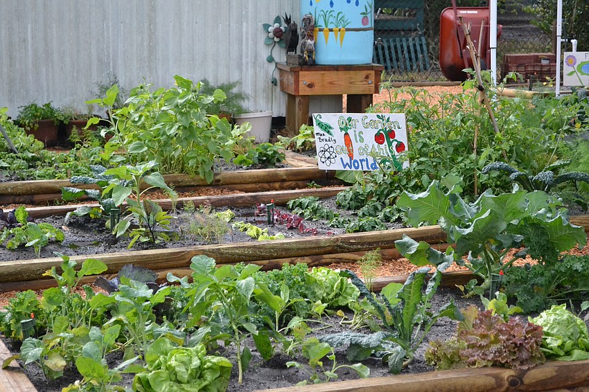 The garden at Pine View School that is using the same fertilizer that is being used on the International Space Station.