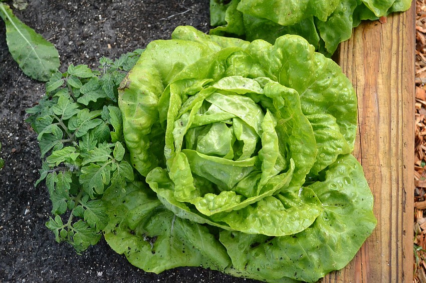 Lettuce being grown in the Pine View School garden using the Florikan fertilizer.