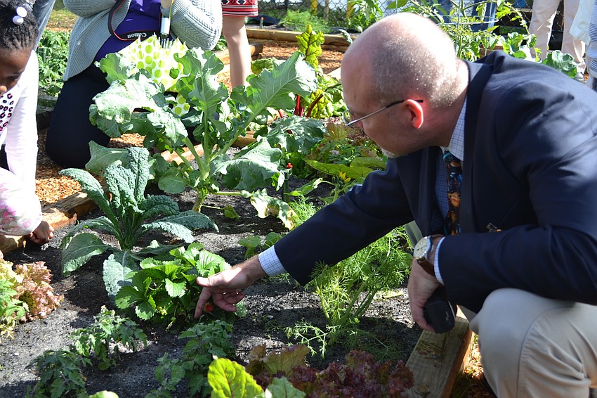 Pine View School Principal Stephen Colvert counts the strawberries on a plant.