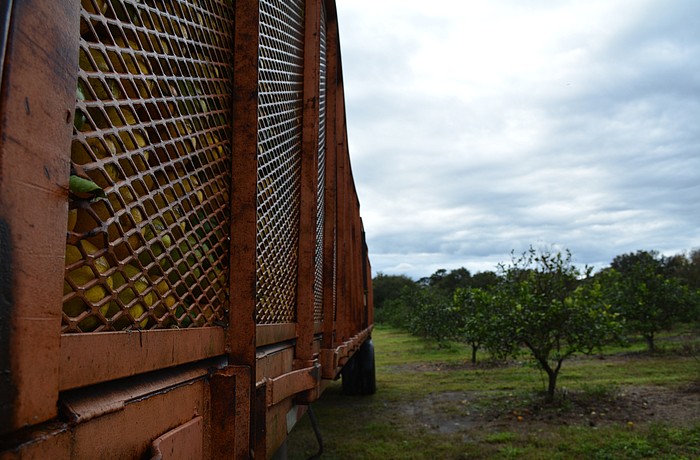 SMR Farms prepares a truck load of pineapple orages for shipment to Tropicana.