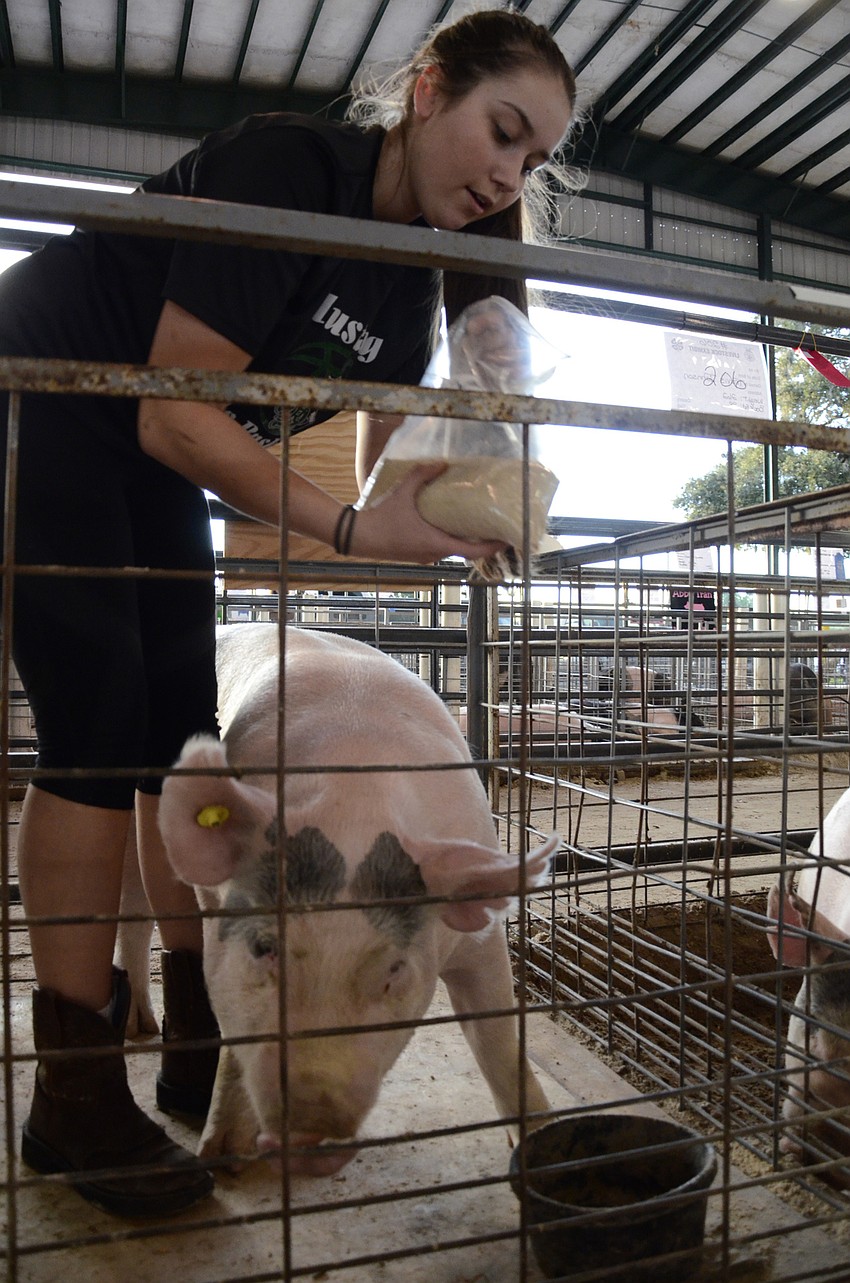 Lakewood Ranch High FFA president Carly Patterson feeds her pig, Bella.