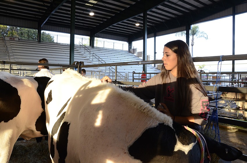 Emily Hernandez with the Lakewood Ranch High FFA chapter helps groom the 