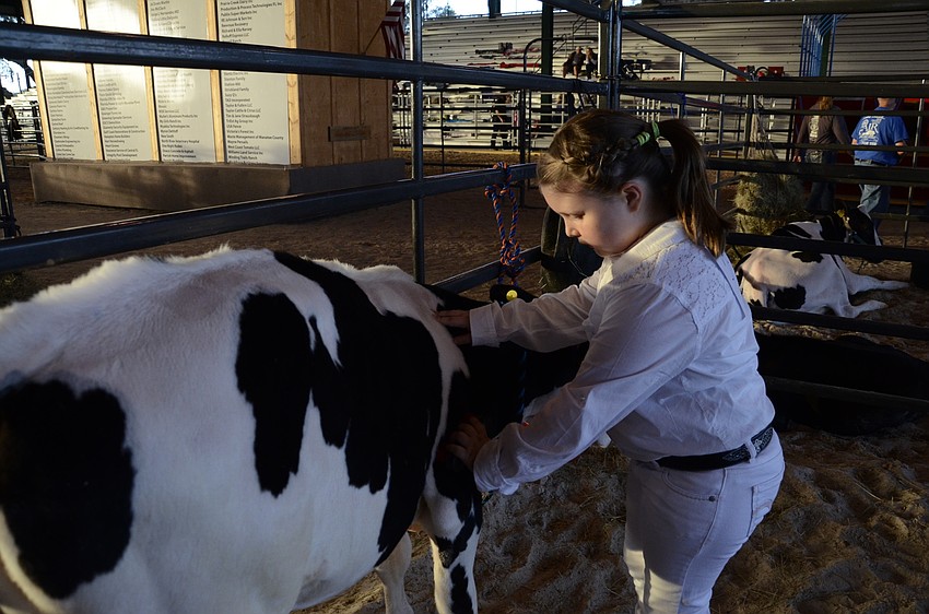 Hannah Oler with the Myakka Allstock 4-H Club dusts off her calf, Daisy.