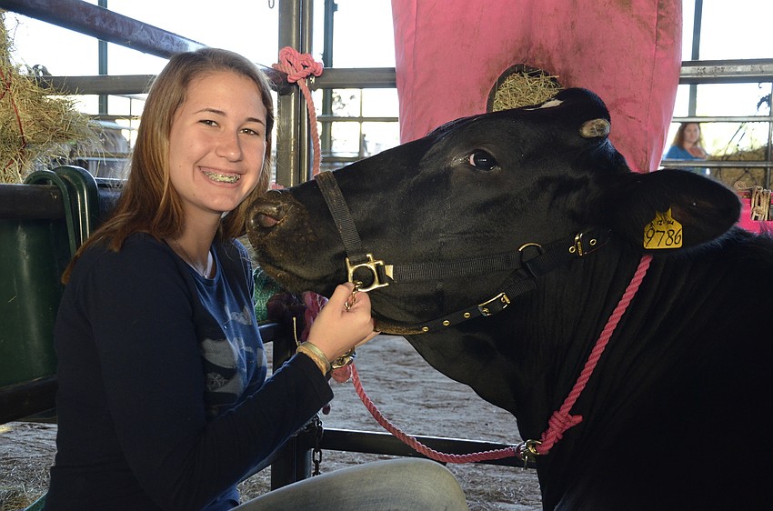Lakewood Ranch High FFA member Kylie Duquette and her cow, Ellie, rest before the show. Like most of the dairy cows used by the school's FFA program, Ellie comes from Dakin Dairy.