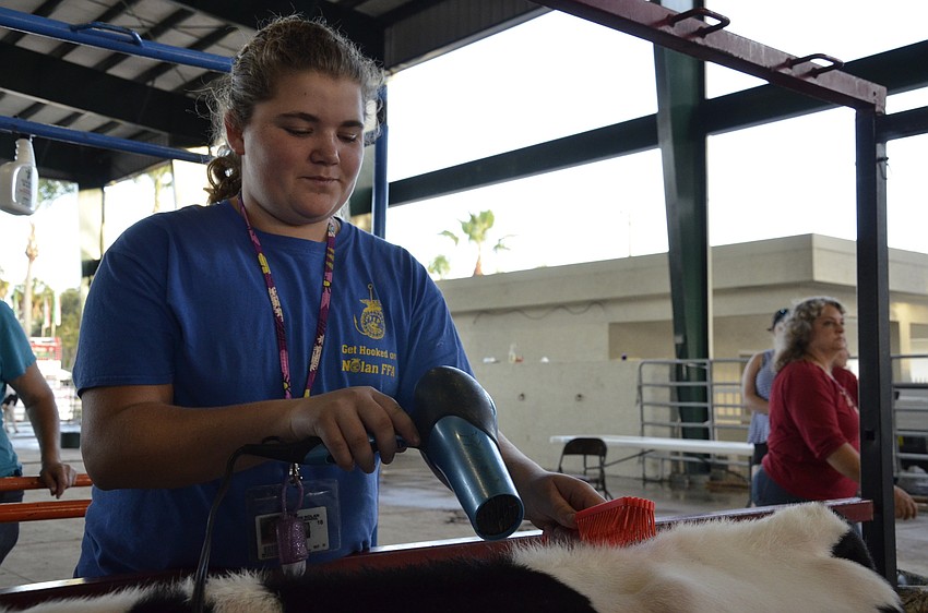 Nolan Middle School FFA member Maddy Hartwig preps her cow for the show ring.