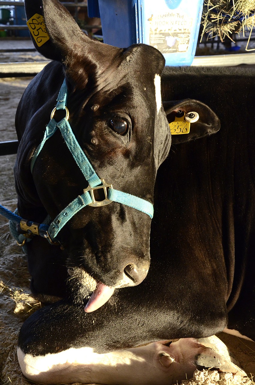 Momma the Dakin Dairy cow relaxes in her pen.