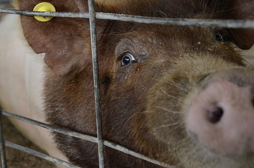 While some pigs take a nap when they're not in the show ring, this one was hoping for a treat.
