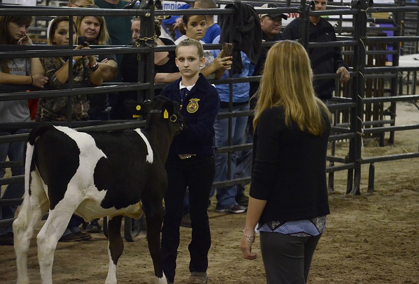 Nolan FFA member Saige Freitag waits as Judge Fallon Curren looks over her calf.