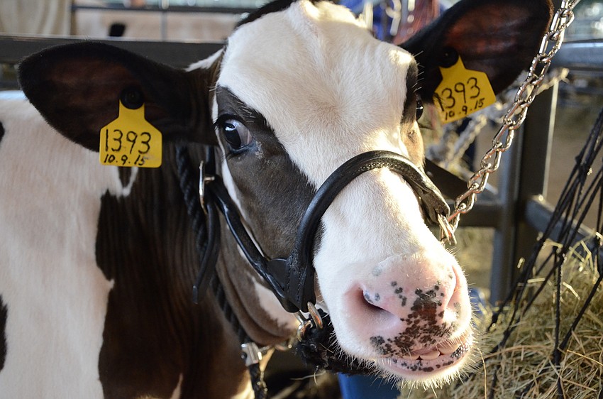 Winter the calf gets ready to show with Savannah Freitag, a Lakewood Ranch High FFA member.
