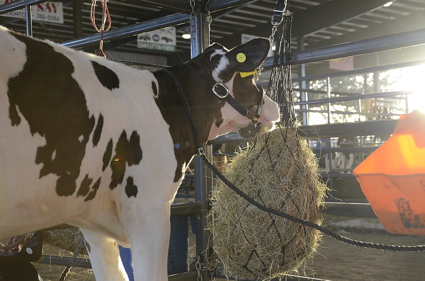 Winter the calf gets a snack in before going to the show ring with Savannah Freitag, a Lakewood Ranch High FFA member.