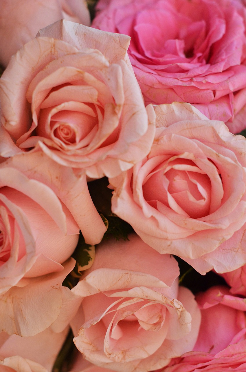 Asolo Repertory Theatre hosted an opening night party for 'Living on Love' on Friday, Jan. 15.