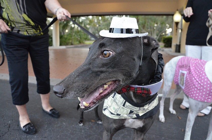 Buddy the retired racing greyhound greets attendees in a dapper hat and donation vest.