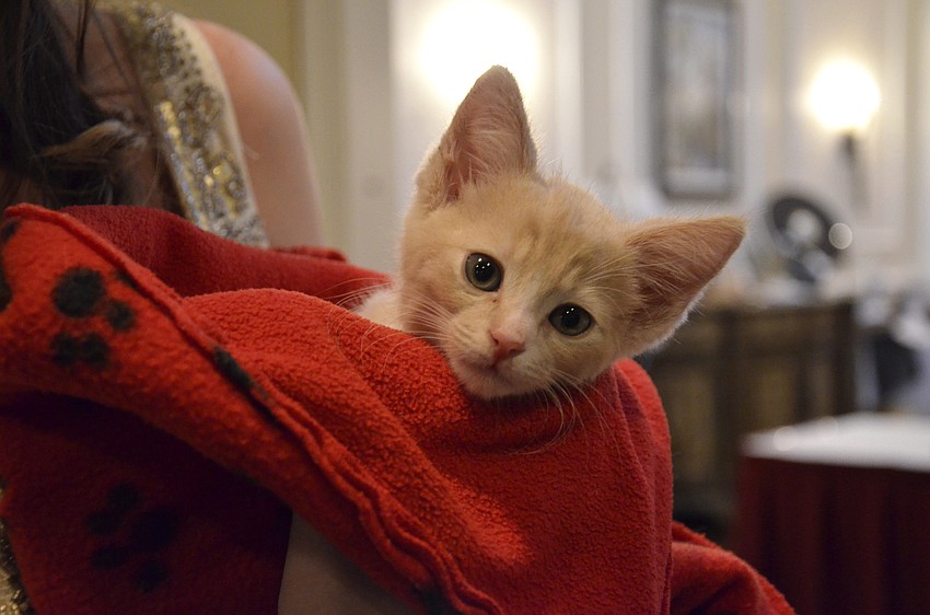 Tang from Cat Depot greeted guests to the Opera for Animals fundraiser.