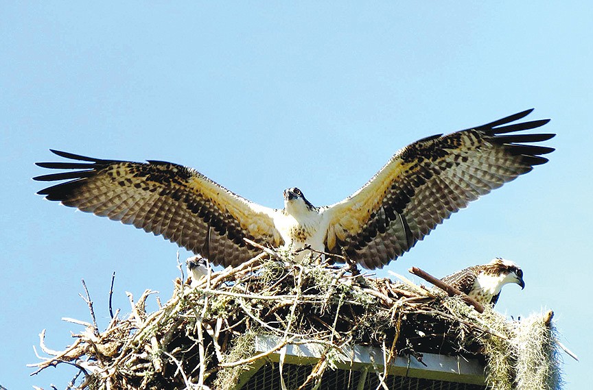 Samantha Bisceglia, of Sarasota, captured this shot of an osprey spreading its wings in its nest.