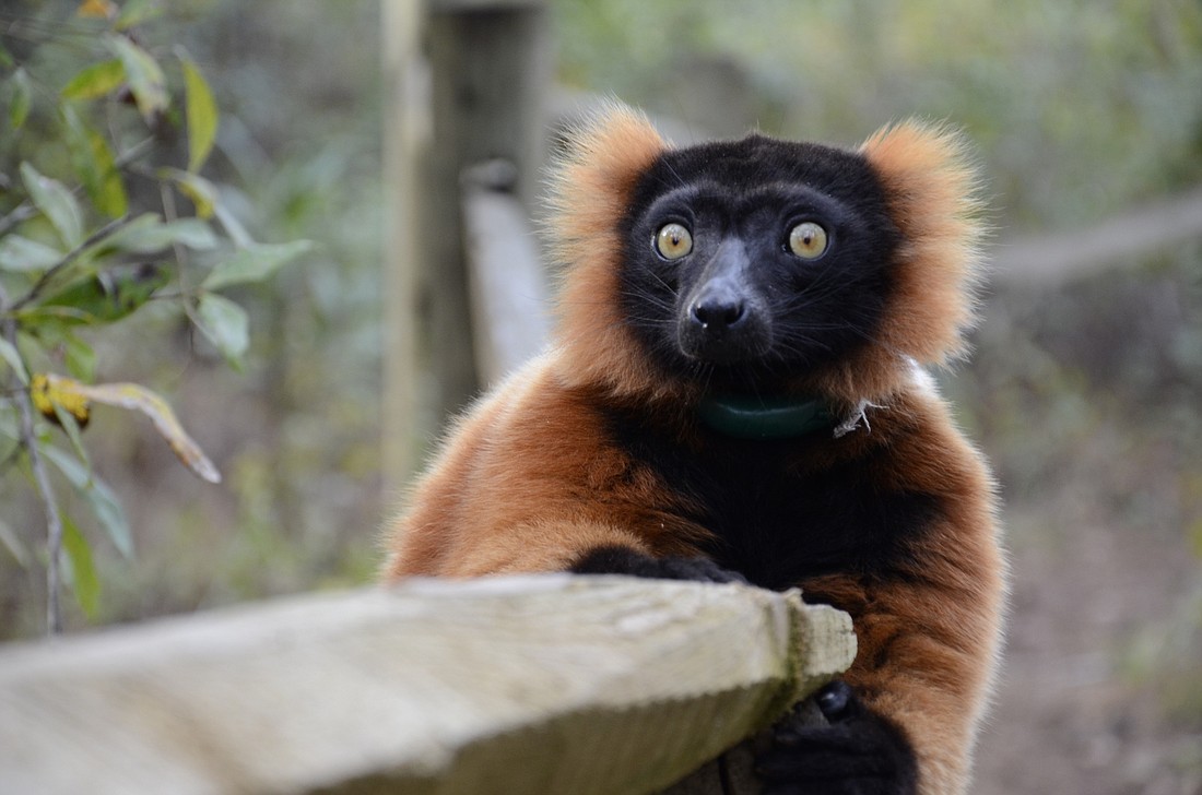 A red ruffed lemur looks up after a quick groom.