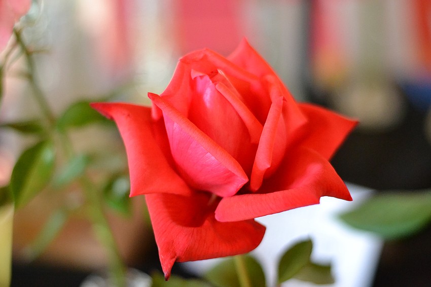 This rose was named Dolly Parton by Diane Celeste.