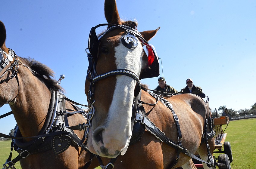 Winston the Clydesdale waits for halftime with his hitch-mate Morgan and handlers George Alexander and Fran Rebeack of Illinois.