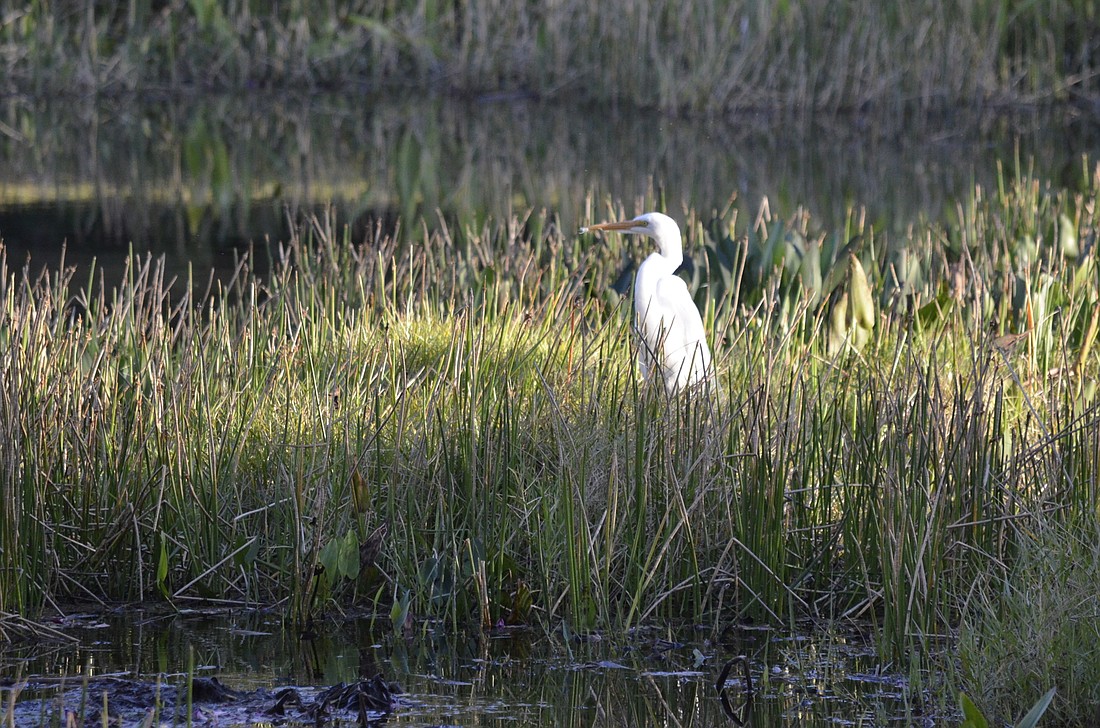 An egret stands in some overgrowth in a Tara Preserve pond.
