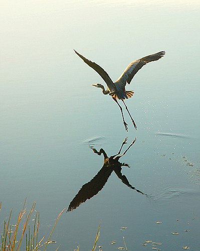 Susan DeVictor, of Lakewood Ranch, captured this shot of a heron taking flight from the bank of Lake Summerfield.