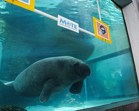 Psychic Manatees Predict Super Bowl Winner