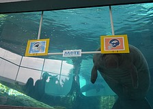 Mote Marine manatees make Super Bowl LVI prediction