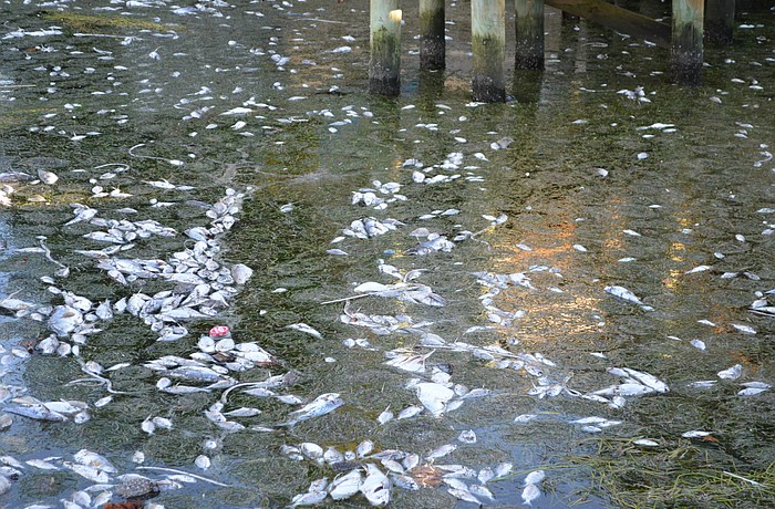 Winds and currents have brought a small concentration of dead fish associated with toxic red tide to the shores of Longboat Key in November.